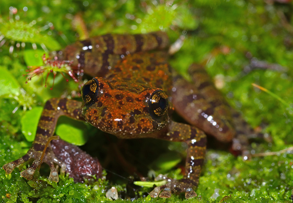 Cederberg Ghost Frog