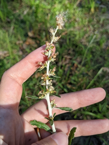 silvery everlasting (Gamochaeta argyrinea)