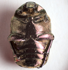 Protaetia cuprea bourgini