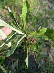 Gamochaeta argyrinea