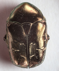 Protaetia cuprea bourgini