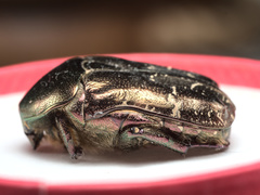 Protaetia cuprea bourgini