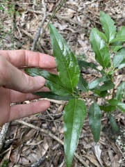 Ehretia saligna membranifolia