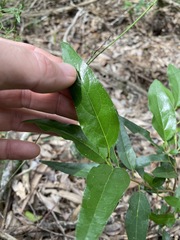 Ehretia saligna membranifolia