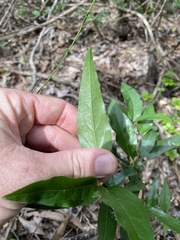 Ehretia saligna membranifolia