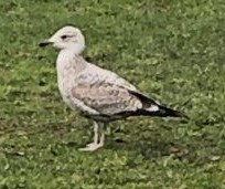 Larus argentatus