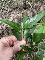 Ehretia saligna membranifolia