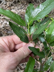 Ehretia saligna membranifolia