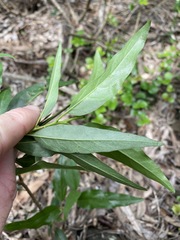 Ehretia saligna membranifolia