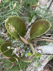 Hoya australis australis
