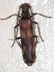 Diotimana undulata