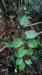 Muehlenbeckia complexa grandifolia