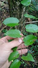 Muehlenbeckia complexa grandifolia