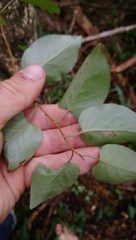 Muehlenbeckia complexa grandifolia