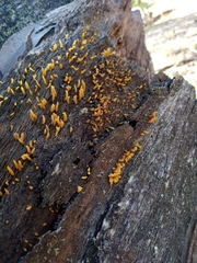 Calocera sinensis