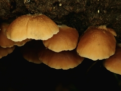 Crepidotus praecipuus
