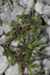 Senecio inaequidens
