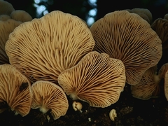 Crepidotus praecipuus