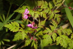 Geranium robertianum