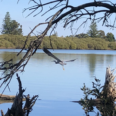 Egretta novaehollandiae