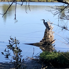 Egretta novaehollandiae