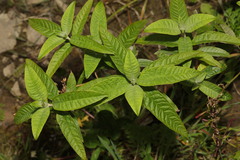 Buddleja davidii