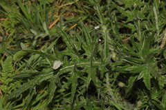 Cirsium vulgare