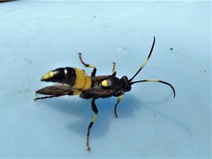 Ichneumon xanthorius