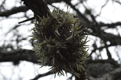 Tillandsia virescens