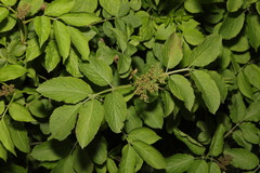 Sambucus nigra