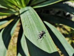 Chlorophorus figuratus