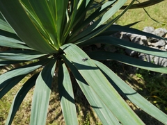 Chlorophorus figuratus