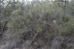 Prosopis sericantha