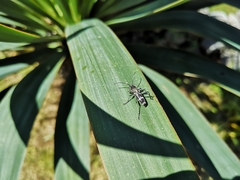 Chlorophorus figuratus