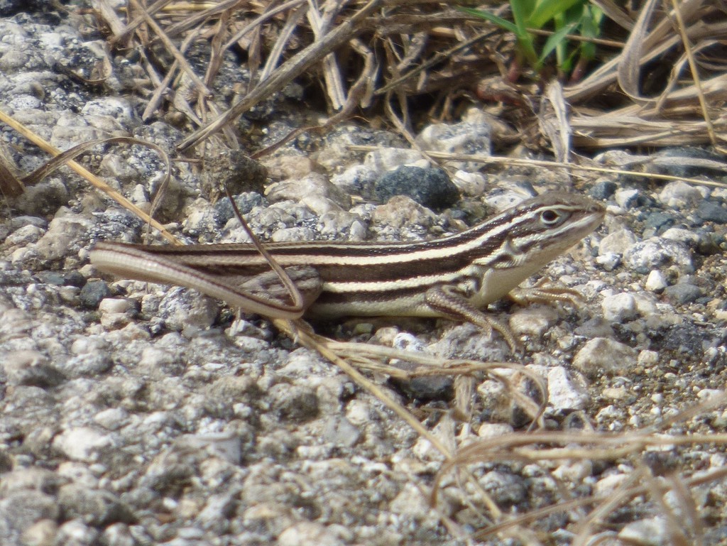 Sierra Curlytail Lizard