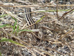 Leiocephalus onaneyi