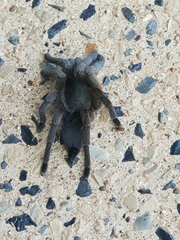 Selenocosmiinae
