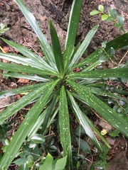 Dracaena