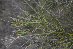 Prosopis sericantha