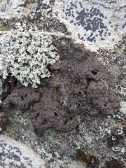 Umbilicaria hyperborea hyperborea