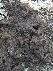 Umbilicaria hyperborea hyperborea