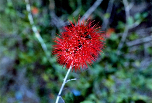 Powderpuff Combretum