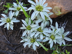 Filago asterisciflora
