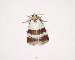 Maliattha ritsemae