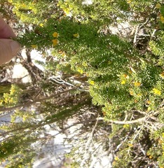 Aspalathus subtingens