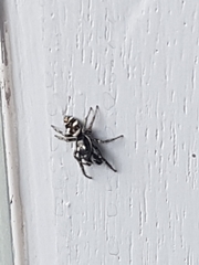 Salticus scenicus