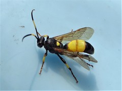 Ichneumon xanthorius