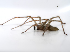 Cheiracanthium mildei