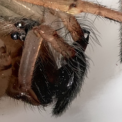 Cheiracanthium mildei