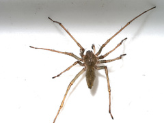 Cheiracanthium mildei